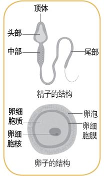 女子同房到怀孕图解