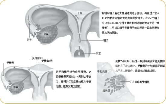 女子同房到怀孕图解