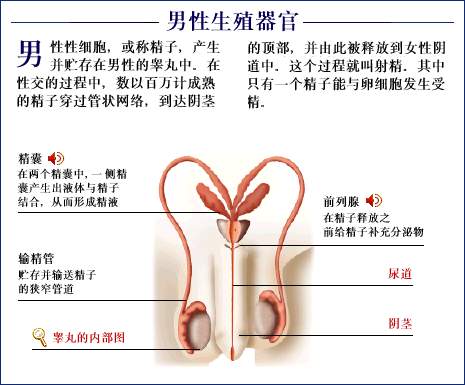 男性生殖器图解